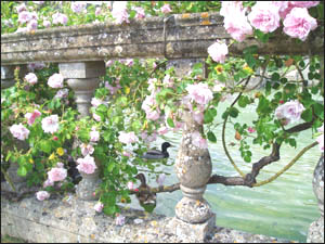 Roses and ducks in the Queens Garden, Sudeley Castle